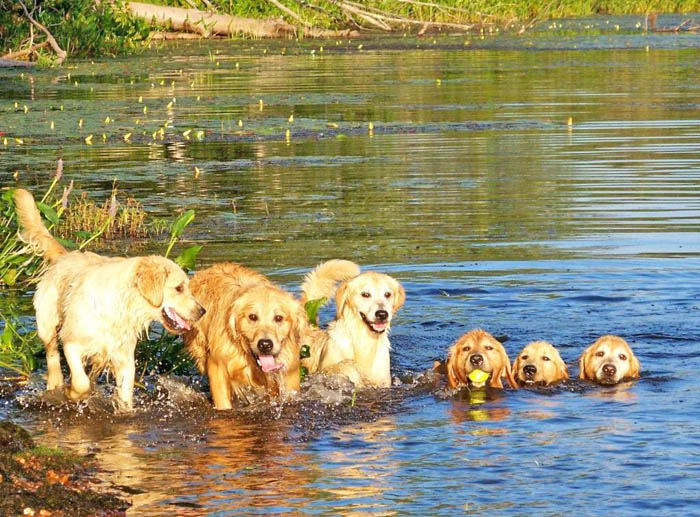 tangleloft golden retrievers