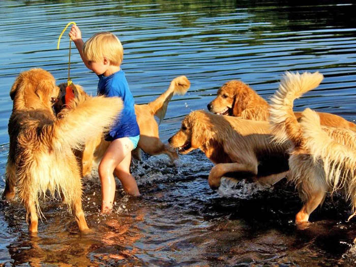 tangleloft golden retrievers