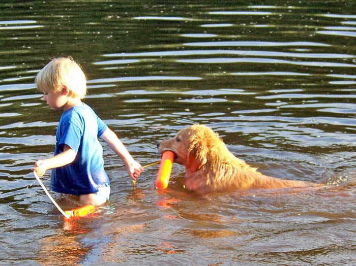 tangleloft golden retrievers
