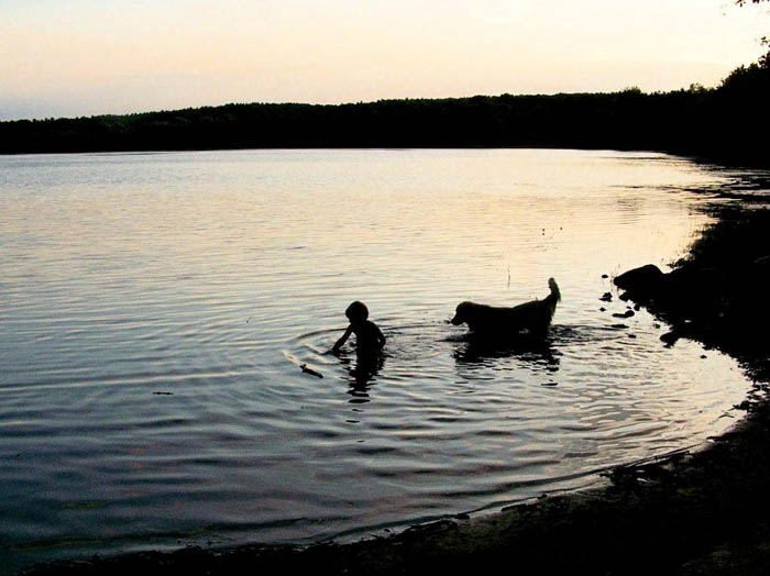 tangleloft golden retrievers