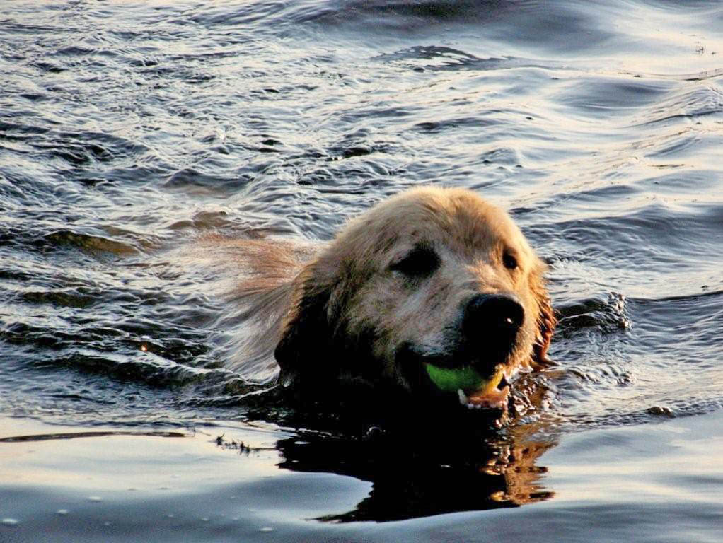 tangleloft golden retrievers