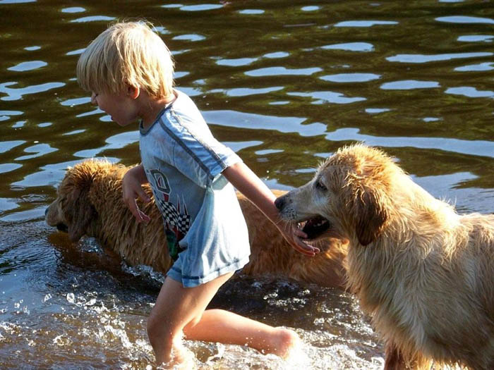 tangleloft golden retrievers