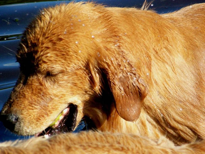 tangleloft golden retrievers