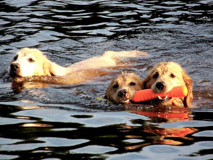 tangleloft golden retrievers
